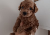 Toy  poodle 3 aylık